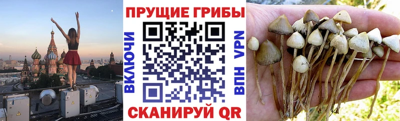 Псилоцибиновые грибы Magic Shrooms Купить Заволжск